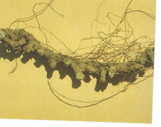 dioscorea villosa.jpg